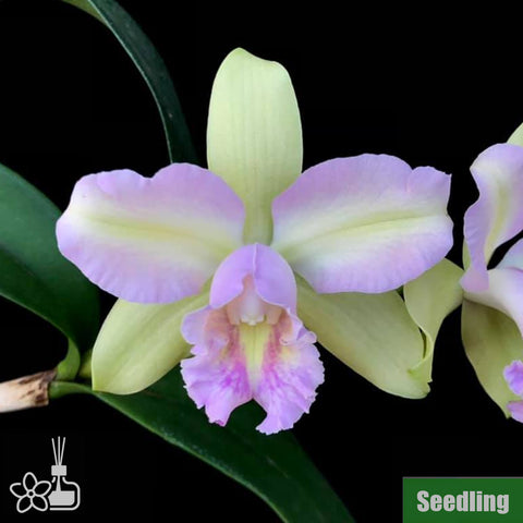 [Bare-root] Rlc. Hawaiian Satisfaction "Romantic" Seedling 羅曼蒂克 [Oct Preorder 25]