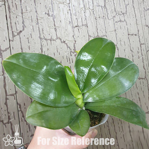 [Bare-root]Phal. bellina × sib 美麗娜 [Oct Preorder 25]