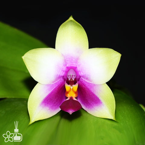 [Bare-root]Phal. bellina × sib 美麗娜 [Oct Preorder 25]