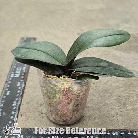 [Bare-root]Phal. Jiaho's Pink Girl 椎名櫻蘭 [Oct Preorder 25]