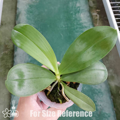 [Bare-root] Phal. Yaphon Bear Sir '634' 爵士熊 '634' [Oct Preorder 25]