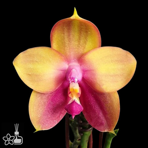 [Bare-root] Phal. Yaphon Bear Sir '634' 爵士熊 '634' [Oct Preorder 25]
