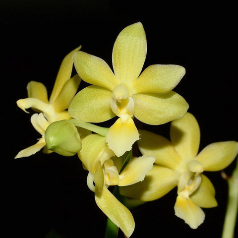 [Bare-root] Phal. Stone Dance 跳舞石 [Oct Preorder 25]