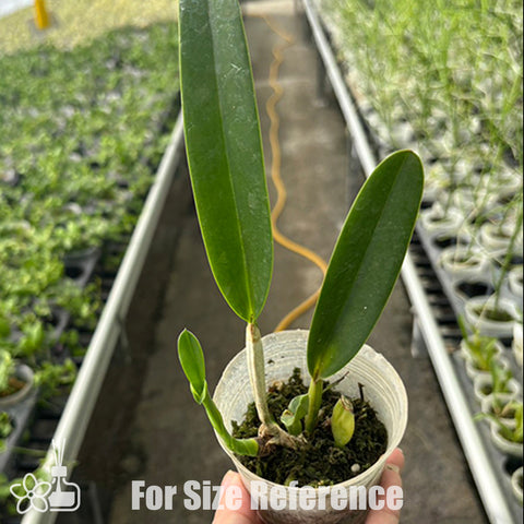 [Bare-root]L. lobata var. coerulea 'Paulo Hoppe' × sib 藍色保羅  [Oct Preorder 25]