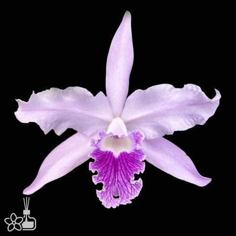 [Bare-root]L. lobata var. coerulea 'Paulo Hoppe' × sib 藍色保羅  [Oct Preorder 25]
