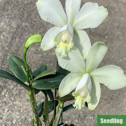 [Bare-root]C. loddigesii v. alba Seedling 羅氏 [Oct Preorder 25]