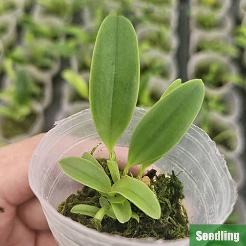 [Bare-root]C. loddigesii v. alba Seedling 羅氏 [Oct Preorder 25]