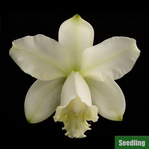 [Bare-root]C. loddigesii v. alba Seedling 羅氏 [Oct Preorder 25]