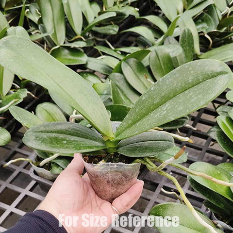 [Bare-root] Phal. Charming Flamingo 鮮明火鶴 [Oct Preorder 25]