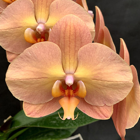 [Bare-root] Phal. Charming Flamingo 鮮明火鶴 [Oct Preorder 25]