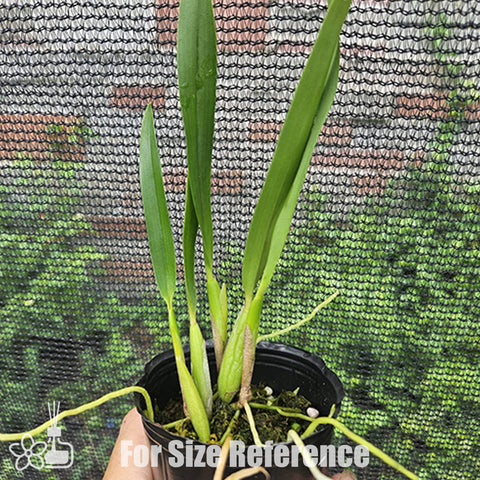 [Bare-root]Encyclia fragrans 小章魚樹蘭 [Oct Preorder 25]