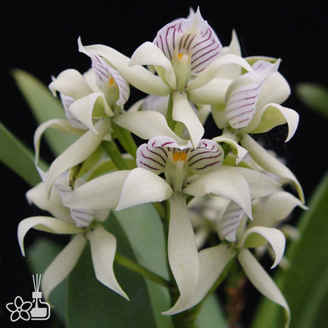 [Bare-root]Encyclia fragrans 小章魚樹蘭 [Oct Preorder 25]