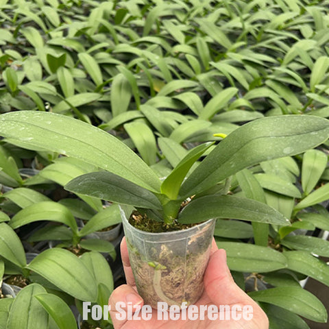 [Bare-root]Phal. Younghome Kaleido 幻彩萬花筒[Oct Preorder 25]