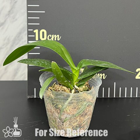 [Bare-root]Phal. Purple Martinvar. blue 藍色馬汀[Oct Preorder 25]