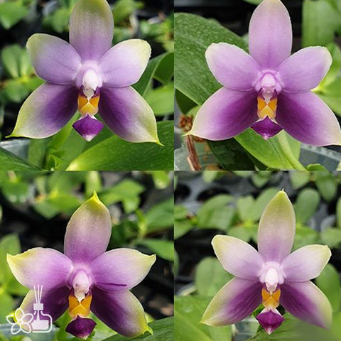 [Bare-root]Phal. violacea var. coerulea 台灣藍 [Oct Preorder 25]