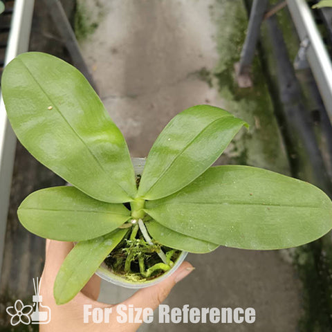 [Bare-root]Phal. violacea var. coerulea 台灣藍 [Oct Preorder 25]