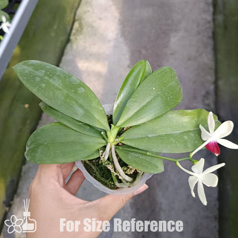 [Bare-root]Phal. tetraspis C2 盾花C2[Oct Preorder 25]