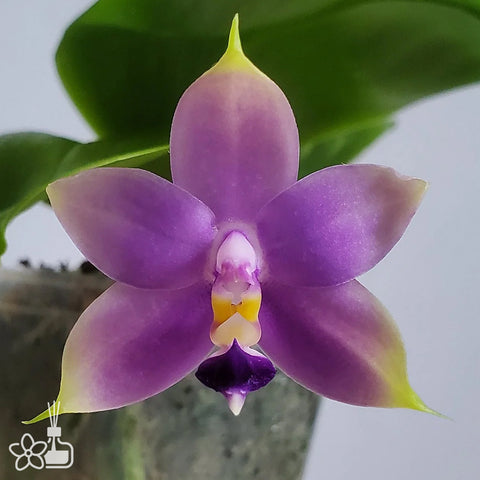 [Bare-root]Phal. violacea var. coerulea 台灣藍 [Oct Preorder 25]