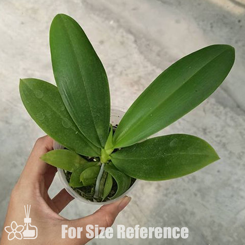 [Bare-root]Phal. tetraspis 'Wisp' 盾花蝴蝶 '青縷'[Oct Preorder 25]