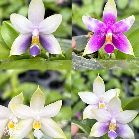 [Bare-root]Phal. violacea 'Blue' × 'Pink' 螢光蝴蝶藍交粉 [Oct Preorder 25]