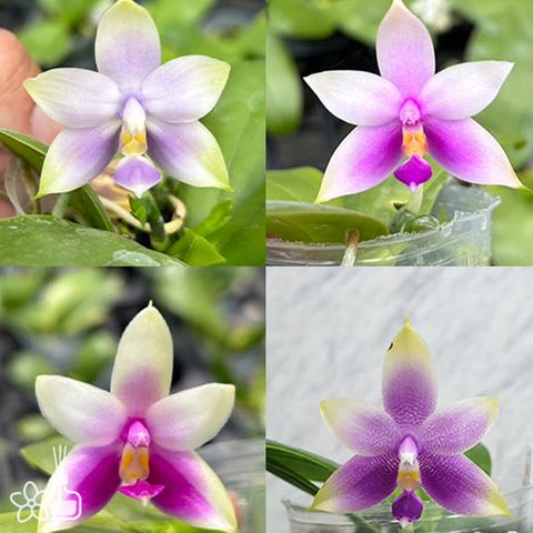 [Bare-root]Phal. violacea 'Blue' × 'Pink' 螢光蝴蝶藍交粉 [Oct Preorder 25]