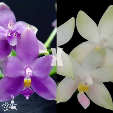 [Bare-root]Phal. violacea 'Blue' × 'Pink' 螢光蝴蝶藍交粉 [Oct Preorder 25]