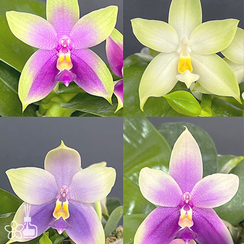 [Bare-root]Phal. violacea 'Blue' × 'Pink' 螢光蝴蝶藍交粉 [Oct Preorder 25]