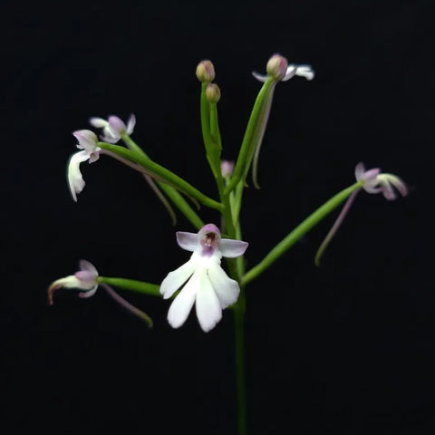 [Bulb]Cynorkis fastigiata × sib 馬達加斯加地生蘭 [Oct Preorder 25]