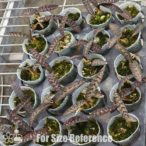[Bare-root]Oeceoclades spathulifera 匙葉蛇皮蘭 [Oct Preorder 25]
