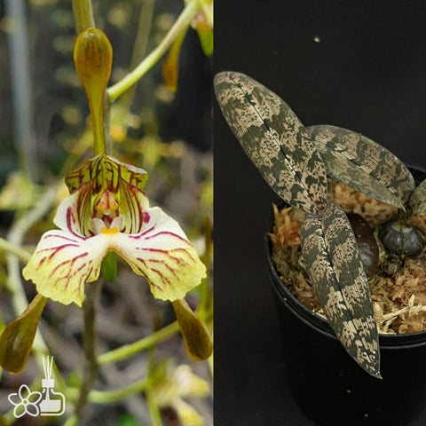 [Bare-root]Oeceoclades spathulifera 匙葉蛇皮蘭 [Oct Preorder 25]