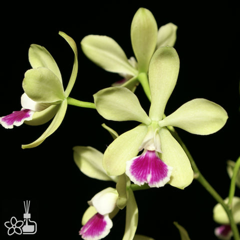 [Bare-root]Epc. El Hatillo 'Pinta' 哈蒂洛  [Oct Preorder 25]