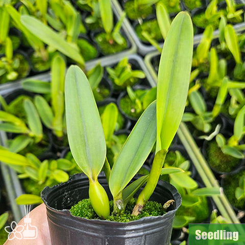 [Bare-root]C.(L.) purpurata var. flamea coerulea 'werkhauseri' Seedling [Oct Preorder 25]