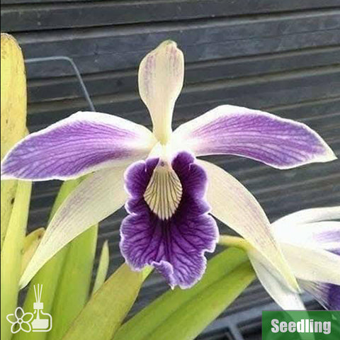 [Bare-root]C.(L.) purpurata var. flamea coerulea 'werkhauseri' Seedling [Oct Preorder 25]