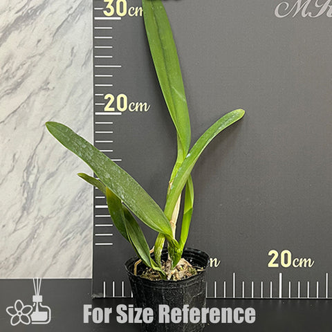 [Bare-root]C. walkeriana var. coerulea 'Edward' SM/JOS 愛德華 [Oct Preorder 25]