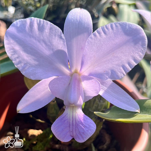 [Bare-root]C. walkeriana var. coerulea 'Edward' SM/JOS 愛德華 [Oct Preorder 25]
