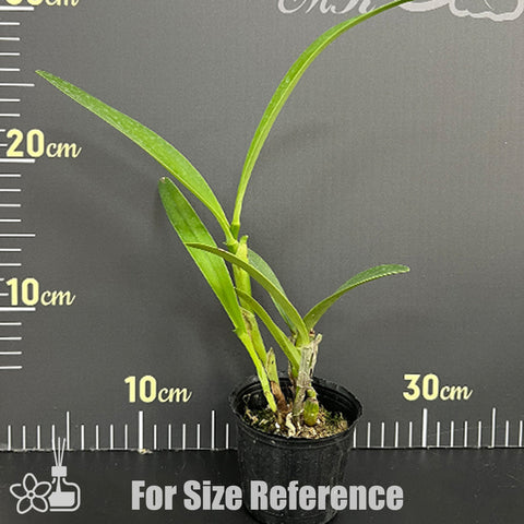 [Bare-root]C. bowringiana var. coerulea × self 藍寶寧嘉德 [Oct Preorder 25]