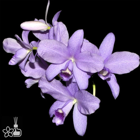 [Bare-root]C. bowringiana var. coerulea × self 藍寶寧嘉德 [Oct Preorder 25]