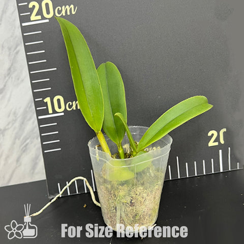 [Bare-root]C. Triumphans (dowiana × rex) 凱旋 [Oct Preorder 25]