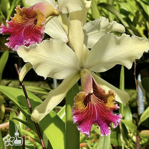 [Bare-root]C. Triumphans (dowiana × rex) 凱旋 [Oct Preorder 25]