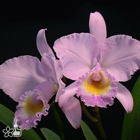 [Bare-root]C. trianaei var. concolor 粉特里 [Oct Preorder 25]