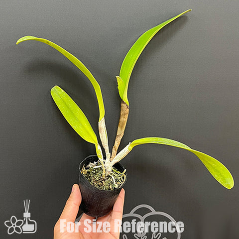 [Bare-root]C. trianaei var. concolor 粉特里 [Oct Preorder 25]