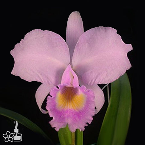 [Bare-root]C. trianaei var. concolor 粉特里 [Oct Preorder 25]