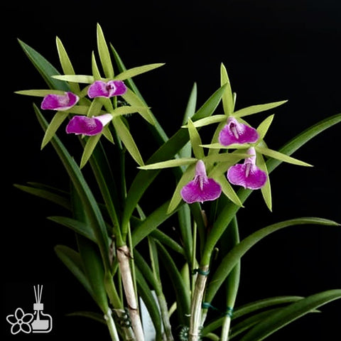 [Bare-root]Bc. Gulfshore's Beauty 'Torino' BM/JOGA 都靈 [Oct Preorder 25]