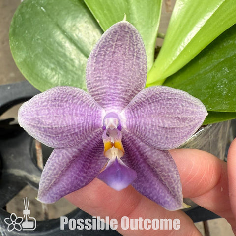 [Bare-root]Phal. Yang’s Double Diamond x LL Blue Magpie [Oct Preorder 25]