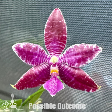 [Bare-root]Phal. Lioulin Blue Pheasant x lueddemannian 藍雞x路德[Oct Preorder 25]