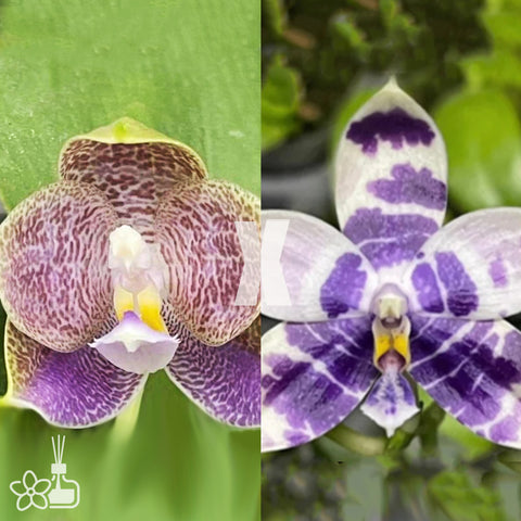 [Bare-root]Phal. Yang’s Double Diamond x LL Blue Magpie [Oct Preorder 25]