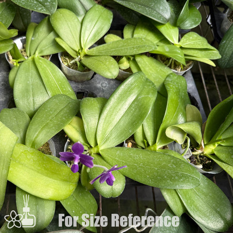 [Bare-root]Phal. MS Blue Star Jewel 星珠 [Oct Preorder 25]