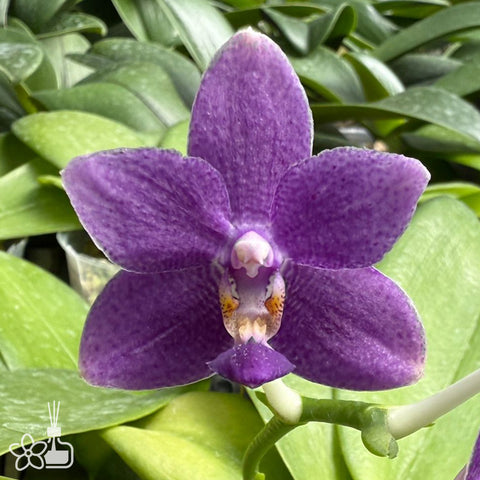[Bare-root]Phal. MS Blue Star Jewel 星珠 [Oct Preorder 25]