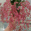 [Bare-root] #Twinkle# Onc. Twinkle 'Red Fire' 夢香蘭光華紅  [3" BS][Wishlist]