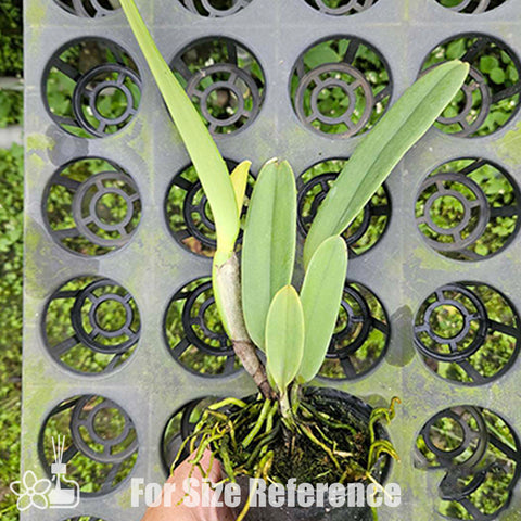 [Bare-root]C. gaskelliana var. coerulea 藍蓋斯 [Oct Preorder 25]
